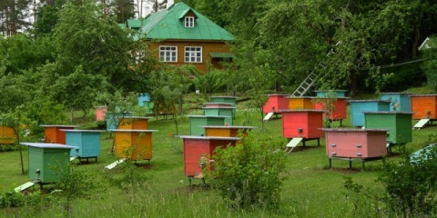 Pčelarstvo za početnike: odakle početi